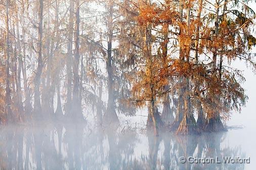 Lake Martin_26192.jpg - Photographed in the Cypress Island Preserve near Breaux Bridge, Louisiana, USA. 